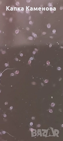 Моини.Стартова култура. , снимка 3 - Други - 51485068