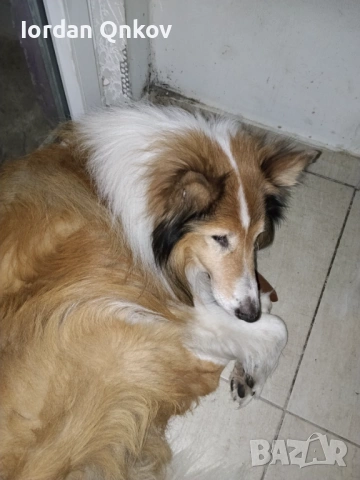 Продавам коли