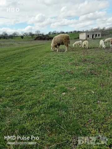 Овен порода асаф , снимка 3 - Овце - 54008553