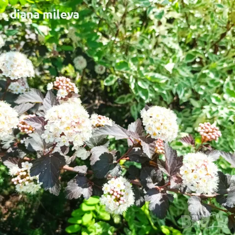 Физокарпус Диабло, Physocarpus Opulifolius Diablo, снимка 9 - Градински цветя и растения - 45688473