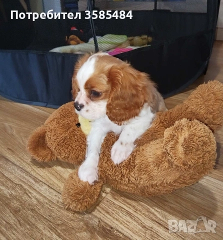 Кавалер Кинг Чарлз шпаньол момченце 