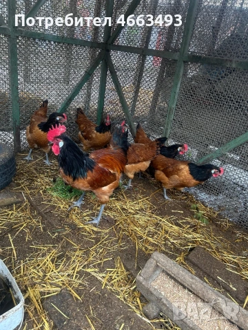 Форверк , снимка 3 - други­ - 53948952