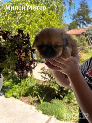 Кученца пекинез, снимка 2 - Пекинез - 54309829