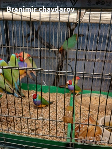 продавам гулдови папагалови и други амадини, снимка 10 - Амадини - 53966911