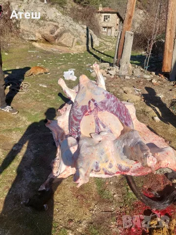 продавам прясно телешко месо