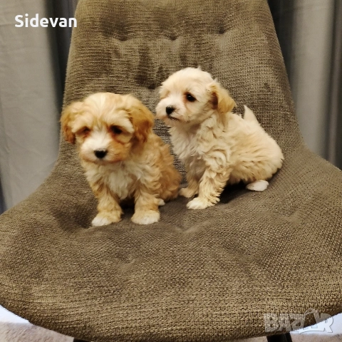 Малтипу, снимка 3 - Пудели - 54298358