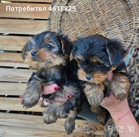 Йоркширски териери , снимка 2 - Йоркширски териер - 52773341