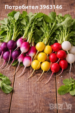 Семена за Стотинки, снимка 2 - Сортови семена и луковици - 52838410