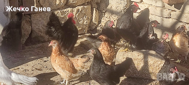 Декоративни кокошки