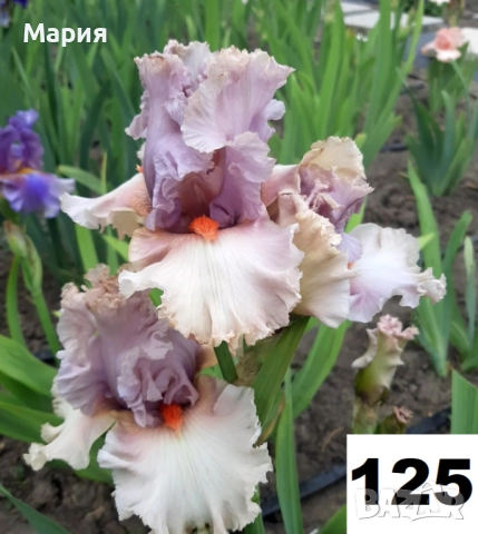 Сортови вискоки ириси /брадати ириси, снимка 18 - Сортови семена и луковици - 46410628