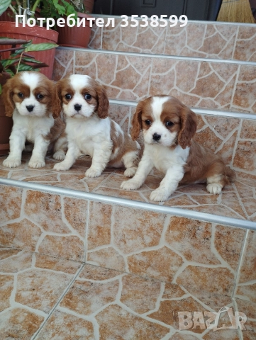 Кавалер Кинг Чарлз Шпаньол 