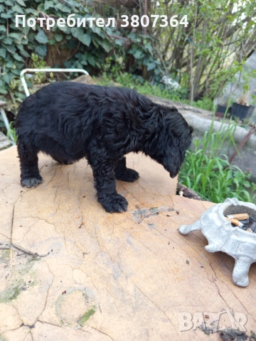 Американски Кокер шпаньол , снимка 4 - Кокер шпаньол - 54175558