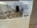 Чисто нова картина , снимка 2