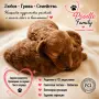 Той пудел априкот момченце-FCI, GENETIC,PL, снимка 3