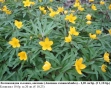 Лютиковидна съсанка, анемоне (Anemone ranunculoides) – коренище, снимка 1