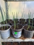 Alium по три луковички в саксия , снимка 3