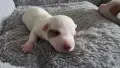 джак ръсел териер, снимка 11