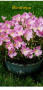 Разсат от  различни цветя , снимка 1 - Градински цветя и растения - 44718200