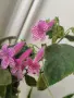 колерия kohleria Rongo , снимка 2