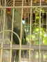 Продавам 2 броя Малък Александър мъжки и женски. , снимка 3