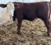 Продавам Месодайни Телета, снимка 1