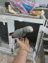 Продавам Жако на 3 месеца, снимка 1