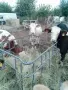 10 броя мъжки област Велико Търново село Раданово , снимка 5