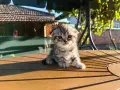 правоухи и клепоухи шотландски котета, снимка 3