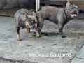 Френски булдог търси дом 🐾 Малки френски булдочета на 40 дни търсят своето  ново  семейство. , снимка 16