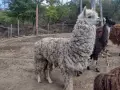 Семейство Алпаки, снимка 8
