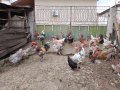 Продавам яйца от смесено стадо кокошки , снимка 7