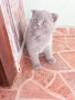 британски котки, снимка 3
