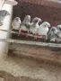 продавам следните птици, снимка 2