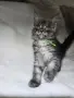 Мейн куун котенца от чистокръвни родители, снимка 3