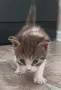КОТЕ бебе,женско, снимка 7