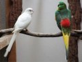 Пойни Папагали, снимка 5