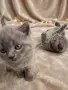 Британска късокосместа , снимка 7