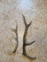 рога от елен, снимка 2