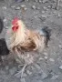 Петел къдрава порода , снимка 4