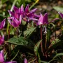 Самодивско цвете, кучешки зъб (Erythronium dens-canis) - грудки, снимка 2