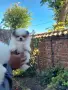 померанче Момиченце , снимка 1