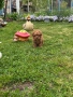 Той пудел / Toy poodle, снимка 10