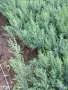 Туя за жив плет , снимка 6
