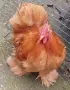 Продавам Петлета Мини Кохин , снимка 3