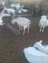Предлагам за продажба кози, снимка 1