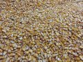 фуражна царевица , снимка 1 - За селскостопански - 30120801