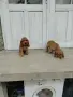 Кокер Шпаньол.. , снимка 5