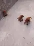 Tyi Mini Pydel Sladyri, снимка 16