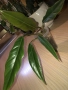 Philodendron Caramel , снимка 3