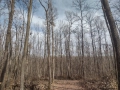 Гора за продан стояща с позволително 120 кубика и 8 Д с земята, снимка 1